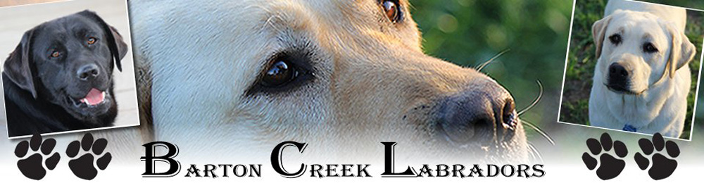  Barton Creek English Labrador Retrievers Texas Labradors Texas Labs Texas Hill Country Labradors Black Labs  Yellow Labs Breeders